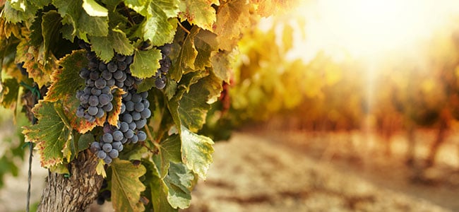 Local Wineries at Pennsylvania