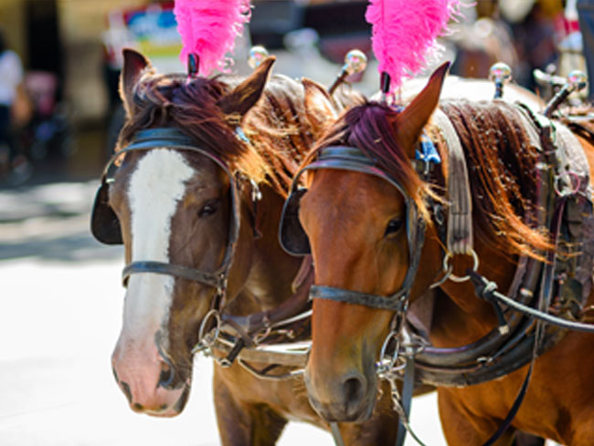 Baraat Horses at Gettysburg, Pennsylvania Hotel