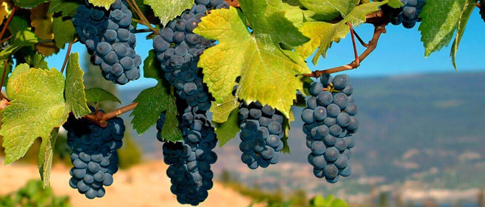 Local Wineries Pennsylvania